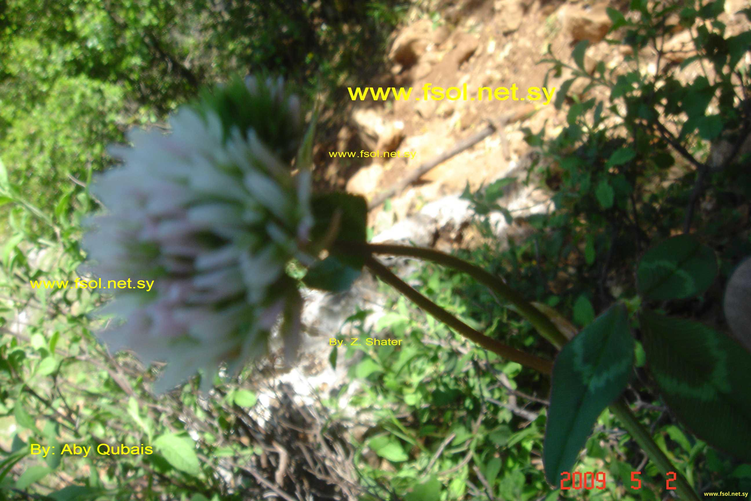 Trifolium nigrescens Viv.